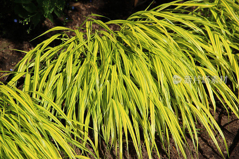 Hakonechloa macra草